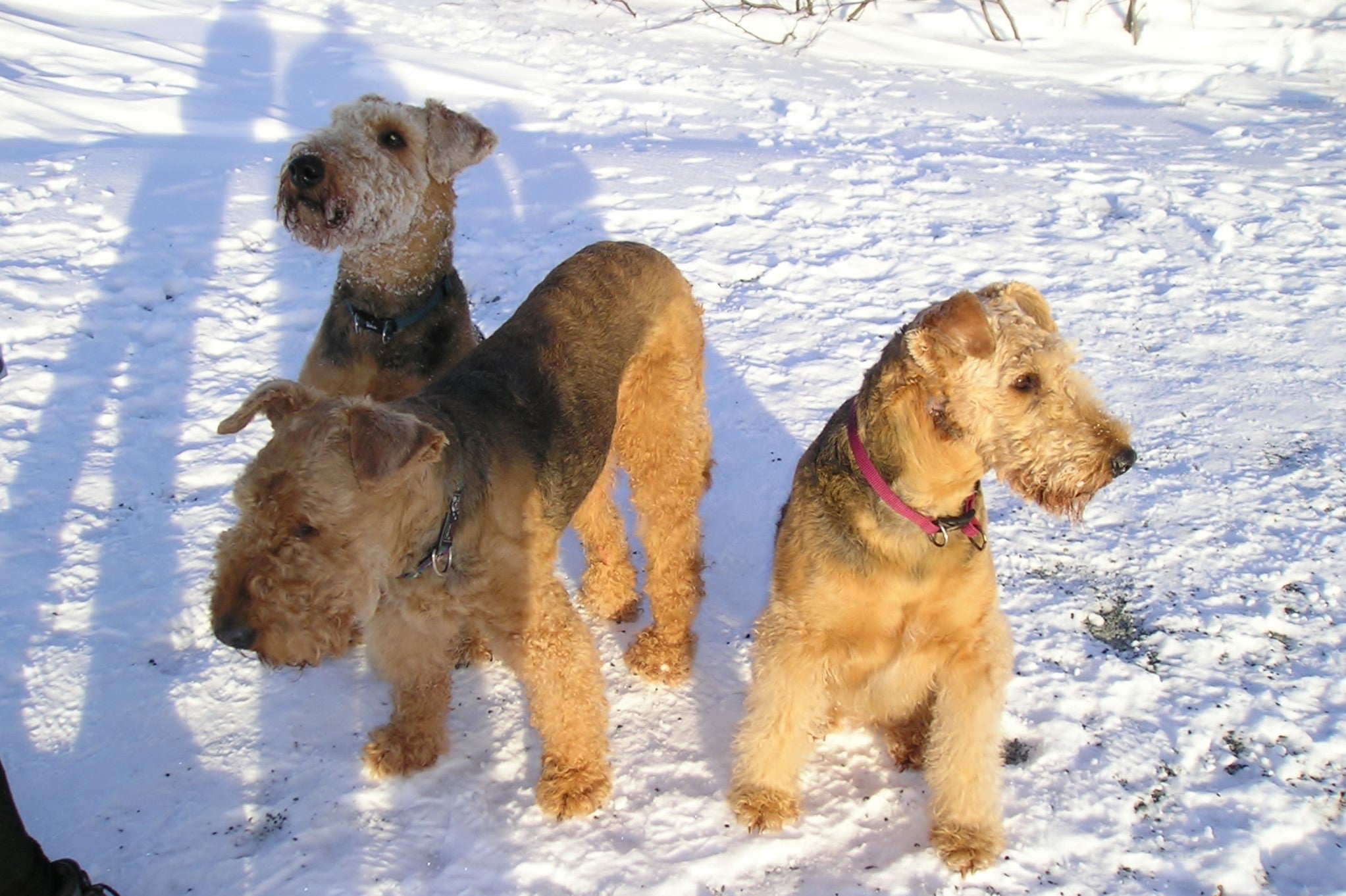 the awesome airedales that started it all